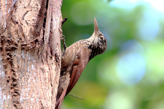 Straight-billed Woodcreeper (Dendroplex picus) perched on a branch