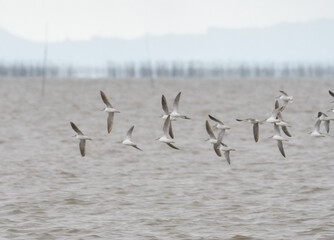 餌地を探す旅鳥