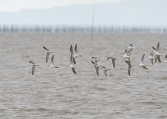 みんなで越冬地を探す