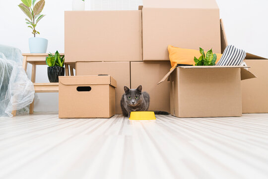 Grey cat sits among the boxes in an unfurnished room while moving. 