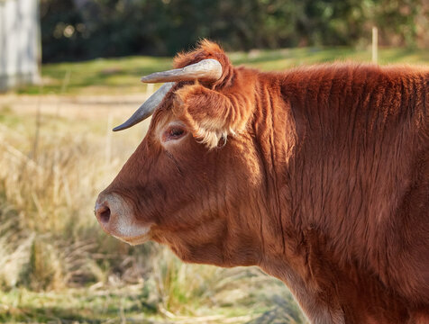 cara de perfil de una Vaca marrón, limousin, de Castilla y León,España, en las praderas verdes y amarillas de invierno