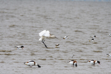 干潟に集まる渡り鳥