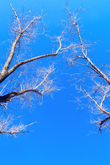 Trunks and branches of trees covered with frost, against a blue sky. Nature in the winter season.