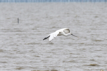 有明の海と野鳥