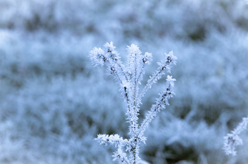 frost on the grass