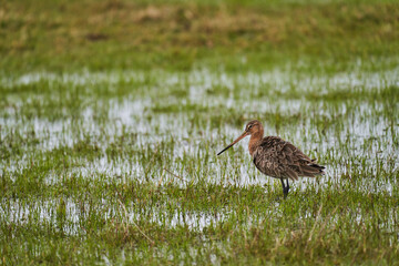 black tailed godwit, Limosa limosa, long billed shorebird