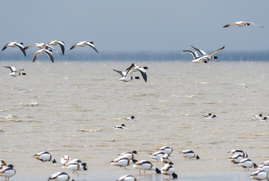 有明海で越冬する渡り鳥 © KsDesign