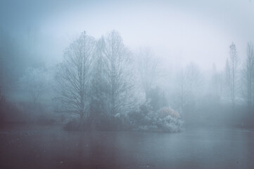 misty morning in the forest