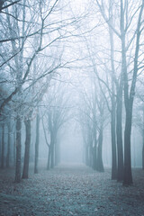 Fototapeta premium fog in the park