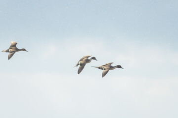 飛来中の渡り鳥