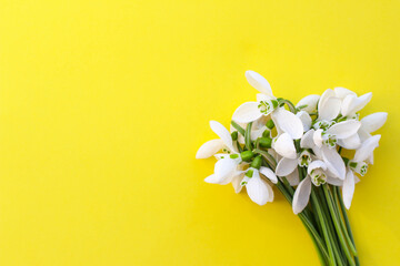 Snowdrop. Fresh snowdrops on yellow background with place for text. Concept of early spring