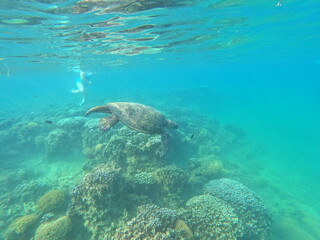 Fototapeta na wymiar Underwater Turtle