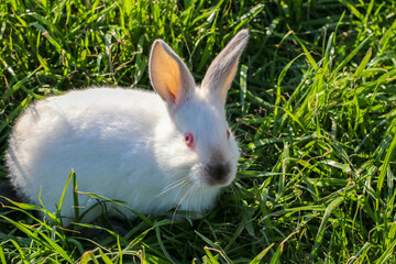 Cute little rabbit on green grass. Young adorable bunny playing in garden.