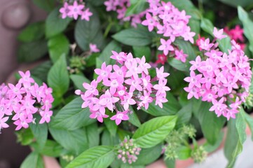 pink flowers