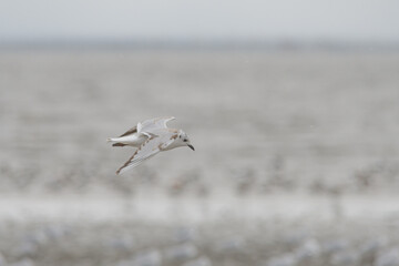有明海と渡り鳥

