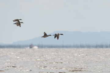 越冬の為野って来た野鳥