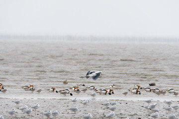 越冬してる渡り鳥