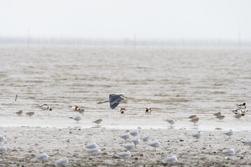 有明海と渡り鳥