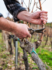 Close-up of a vine grower hand. Prune the vineyard with professional steel scissors. Traditional agriculture. Winter pruning, cordon spurred method. 
