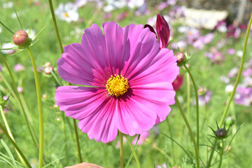 cosmos flower nature background pink color