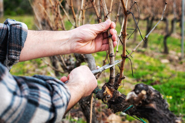 Close-up of a vine grower hand. Prune the vineyard with professional steel scissors. Traditional agriculture. Winter pruning, cordon spurred method. 