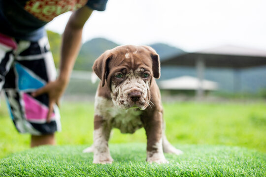 puppy light brown white cute fat on the green lawn Neapolitan Mastiff puppies mix with Bandog.