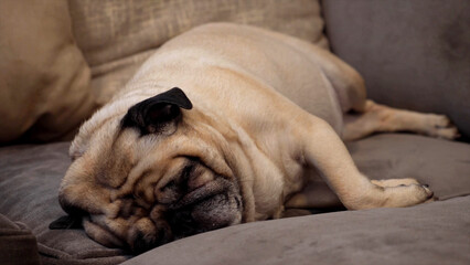 english bulldog puppy