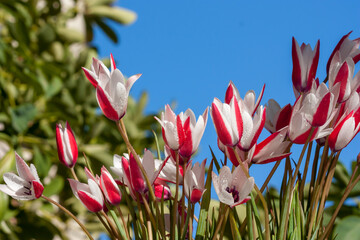 A rare, vernal tulip (Tulipa clusiana) grows in a meadow close-up