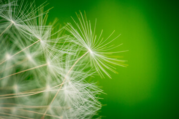 White dandelion seed head on green background