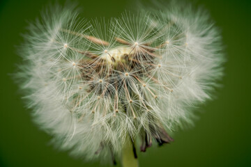 Fototapeta premium White dandelion seed head on green background