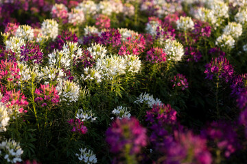 The flower is named cleome sparkler mix in the garden because of the experimental plot. in Thailand during the winter flowers are white pink and purple flowers are in full bloom