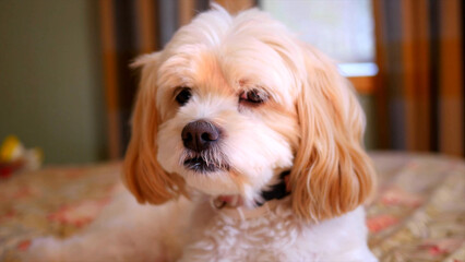 jack russell terrier