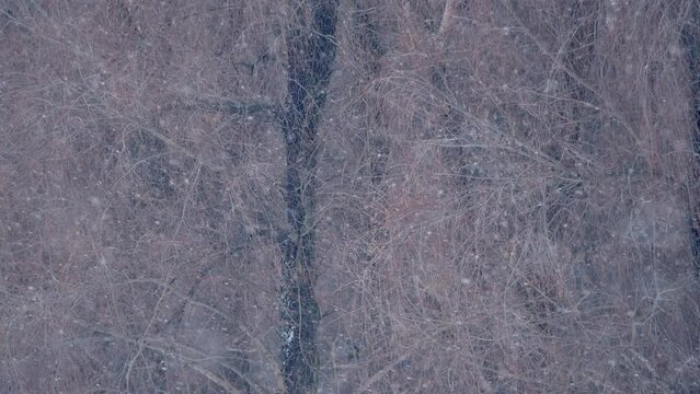 Close up view 4k stock video footage of many branches of old trees and white fresh snow flakes falling down on ground quickly. Abstract natural winter background