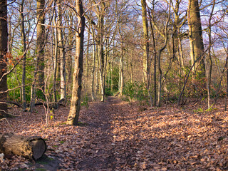 Fototapeta premium A muddy path through trees and fallen leaves in late afternoon winter sunshine. Taken in a public park in north western England in the UK.