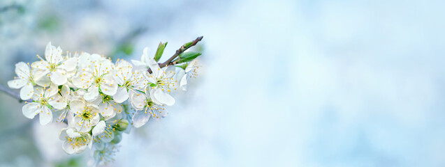 blossoming white cherry flowers against blue sky, abstract natural background. beautiful floral spring season. banner. copy space 