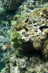 Naklejka na ściany i meble View of seascape with corals