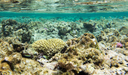 View of seascape with acropora coral
