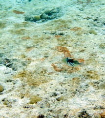 View of seascape with  lagoon triggerfish