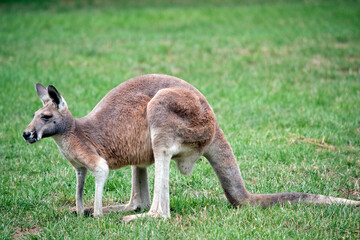 this is a side view of a red kangaroo
