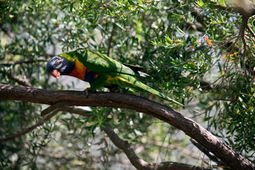 this is a side view of a rainbow lorikeet