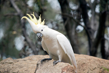 the sulphur crested cockatoo has a yellow crest