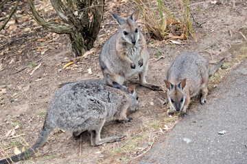 Naklejka na ściany i meble the tammar wallaby is a small wallaby with white chin stripes and is mostly grey with tan shoulders