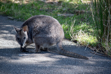 the tammar wallaby is becoming hard to find as their habitat is being destroyed