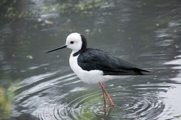 the black winged stilt has a white body and head and black wings and neck with a thin pointy bill