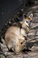 the swamp wallaby has a long tail, he is maiy different shades of brown with white above his lip with a black nose and paws