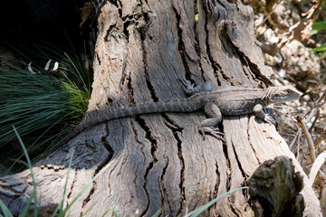 the water dragon is on a log