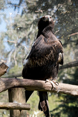 the wedge tailed eagle is a raptor which means it can catch its prey in mid air