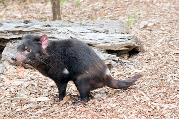 The Tasmanian Devil is a vicious marsupial it is black with 2 white strips one above its tail and the other on its chest