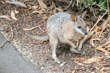 the tammar wallaby is next to a path