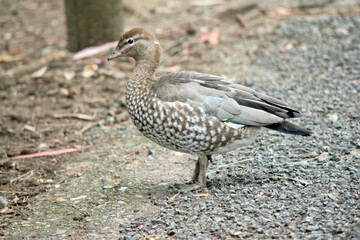 this is a side view of a female wood duck